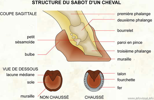 Structure du sabot d'un cheval (Dictionnaire Visuel)
